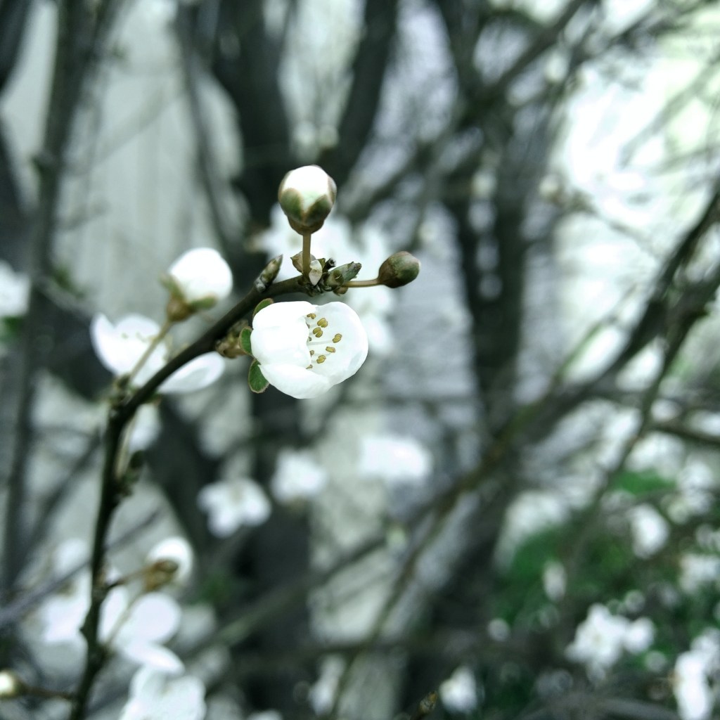 Photo d'un Prunus (cerisier) dans ses toutes premières fleurs, Marseille.